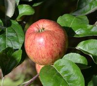 Gråsten Mørkerød æble